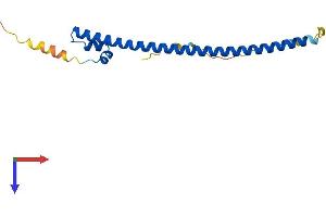 MafF Protein (AA 1-164) (His tag)