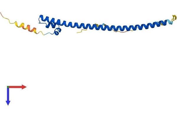 MafF Protein (AA 1-164) (His tag)