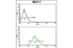 COX5A Antibody (Center) (ABIN653099 and ABIN2842690) FC analysis of MCF-7cells (bottom histogram) compared to a negative control cell (top histogram).