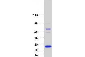Validation with Western Blot (FAM229A Protein (Myc-DYKDDDDK Tag))