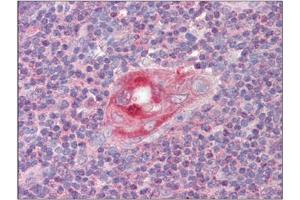 Image no. 3 for anti-Regulator of G-Protein Signaling 1 (RGS1) (C-Term) antibody (ABIN374207) (RGS1 Antikörper  (C-Term))