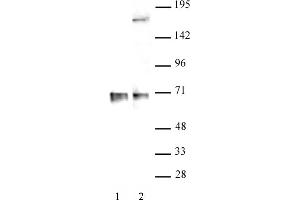 RBM39 antibody (pAb) tested by Western blot.