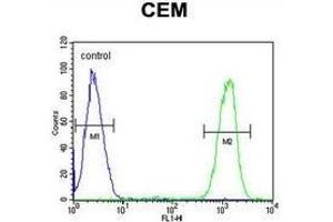 Flow cytometric analysis of CEM cells (right histogram) compared to a negative control cell (left histogram) using IKZF1/IKAROS Antibody (C-term), followed by FITC-conjugated goat-anti-rabbit secondary antibodies. (IKZF1 Antikörper  (C-Term))