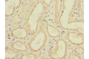 Immunohistochemistry of paraffin-embedded human kidney tissue using ABIN7158546 at dilution of 1:100