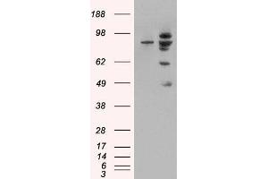 HEK293 overexpressing MDM2 (ABIN5451314) and probed with ABIN185508 (mock transfection in first lane). (MDM2 Antikörper  (Internal Region))