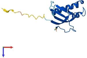 RPL31 Protein (AA 1-125) (His tag)