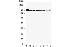 Western blot testing of Vinculin antibody and Lane 1:  rat heart;  2: rat brain;  3: rat liver;  4: U87;  5: SMMC-7721;  6: HEPA;  7: HeLa;  8: HT1080 cell lysate