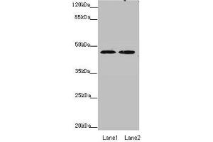 Western blot All lanes: ZDHHC16 antibody at 0. (ZDHHC16 Antikörper  (AA 288-377))