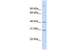 Image no. 1 for anti-Family with Sequence Similarity 50, Member B (FAM50B) (AA 35-84) antibody (ABIN6741884) (FAM50B Antikörper  (AA 35-84))