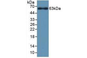 Western blot analysis of recombinant Rat CYP1A1. (CYP1A1 Antikörper  (AA 251-521))