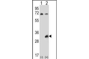Western blot analysis of TSSK6 (arrow) using rabbit polyclonal TSSK6 Antibody (C-term) (ABIN656396 and ABIN2845691). (TSSK6 Antikörper  (C-Term))