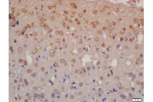 Formalin-fixed and paraffin embedded rat brain labeled with Rabbit Anti-NRG3 Polyclonal Antibody, Unconjugated  at 1:200 followed by conjugation to the secondary antibody and DAB staining (Neuregulin 3 Antikörper  (AA 351-450))