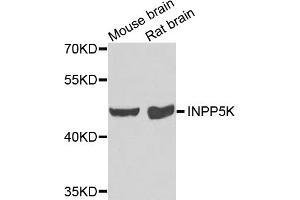 Western blot analysis of extracts of various cell lines, using INPP5K antibody (ABIN5975191) at 1/1000 dilution. (INPP5K Antikörper)
