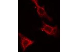 ABIN6275475 staining Hela cells by IF/ICC. (RAP2C Antikörper  (Internal Region))