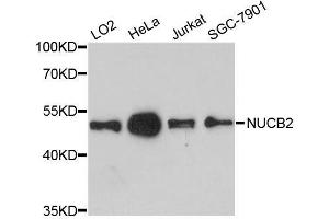 Western blot analysis of extracts of various cell lines, using NUCB2 antibody. (NUCB2 Antikörper  (AA 321-420))