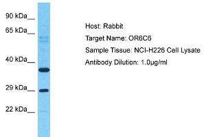 Host: Rabbit Target Name: OR6C6 Sample Type: NCI-H226 Whole Cell lysates Antibody Dilution: 1. (OR6C6 Antikörper  (C-Term))