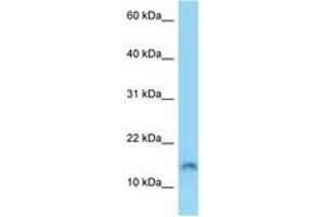 Image no. 1 for anti-Sperm Acrosome Associated Protein 4 (SPACA4) (AA 39-88) antibody (ABIN6748158) (SPACA4 Antikörper  (AA 39-88))