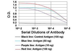 ELISA analysis of IL3RA monoclonal antibody, clone 10B8E7  at 1:10000 dilution. (IL3RA Antikörper)