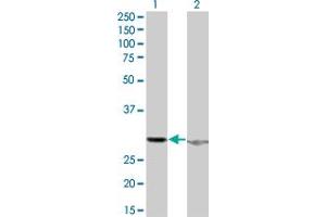 Western Blot analysis of HMGB1 expression in transfected 293T cell line by HMGB1 monoclonal antibody (M06), clone 1D9.