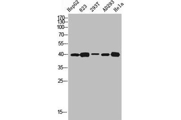 5HT1D Antikörper  (Internal Region)