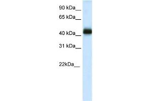 WB Suggested Anti-NKX2-4 Antibody Titration:  0.