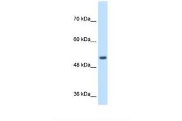 SPPL2B antibody  (AA 93-142)