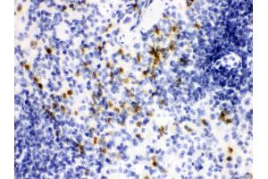 Anti- Lipocalin 2 Picoband antibody, IHC(P) IHC(P): Mouse Spleen Tissue
