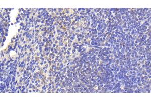 Detection of TNFSF14 in Mouse Spleen Tissue using Polyclonal Antibody to Tumor Necrosis Factor Ligand Superfamily, Member 14 (TNFSF14) (TNFSF14 Antikörper  (AA 51-239))