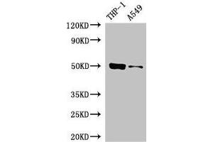 Western Blot Positive WB detected in: THP-1 whole cell lysate, A549 whole cell lysate All lanes: IRF3 antibody at 5 μg/mL Secondary Goat polyclonal to rabbit IgG at 1/50000 dilution Predicted band size: 50 kDa Observed band size: 50 kDa (IRF3 Antikörper  (AA 1-452))
