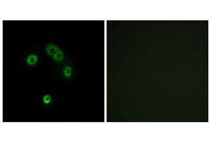 Immunofluorescence (IF) image for anti-Taste Receptor, Type 2, Member 13 (TAS2R13) (Internal Region) antibody (ABIN1853348) (TAS2R13 Antikörper  (Internal Region))