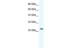 WB Suggested Anti-TCF7 Antibody Titration:  0. (TCF7 Antikörper  (N-Term))