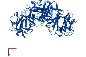 Fascin 2 Protein (FSCN2) (AA 1-492) (His tag)