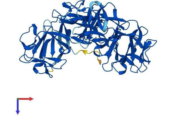 Fascin 2 Protein (FSCN2) (AA 1-492) (His tag)