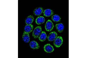 Confocal immunofluorescent analysis of TPH1 Antibody (N-term) (ABIN390917 and ABIN2841120) with 293 cell followed by Alexa Fluor 488-conjugated goat anti-rabbit lgG (green). (Tryptophan Hydroxylase 1 Antikörper  (N-Term))