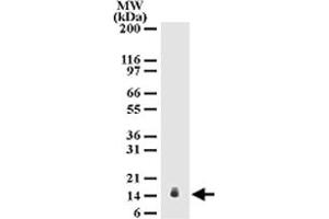 Western blot analysis of IL25 in mouse testis lysate. (IL-25 Antikörper  (AA 115-132))