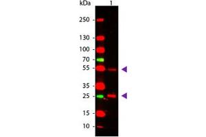 Image no. 1 for Rabbit anti-Goat IgG (Whole Molecule) antibody (ABIN300281) (Kaninchen anti-Ziege IgG (Whole Molecule) Antikörper)