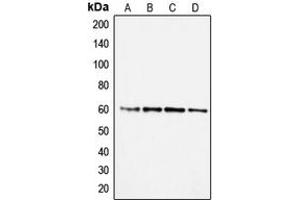 Western blot analysis of SMAD2 expression in A431 (A), Jurkat (B), RAW264.