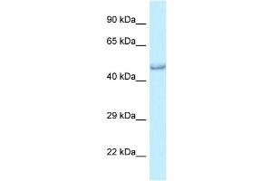 WB Suggested Anti-Prmt6 Antibody Titration: 1. (PRMT6 Antikörper  (C-Term))