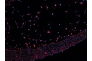 Image no. 3 for anti-Leptin (LEP) antibody (ABIN465757) (Leptin Antikörper)