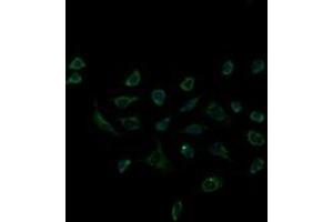 Immunofluorescence (IF) image for anti-Acetyl-CoA Acyltransferase 2 (ACAA2) antibody (ABIN1495727) (ACAA2 Antikörper)