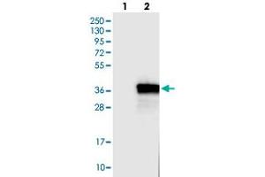 Western blot analysis of HEK293T cell lysate using FCN1 polyclonal antibody . (FCN1 Antikörper)
