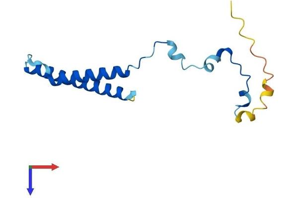 MMGT1 Protein (AA 1-131) (His tag)
