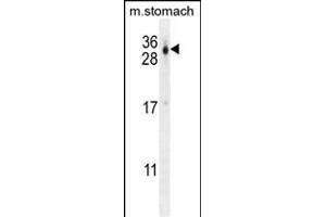 C Antibody (C-term) (ABIN654725 and ABIN2844413) western blot analysis in mouse stomach tissue lysates (35 μg/lane). (CU070 Protein Antikörper  (C-Term))