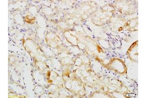 Formalin-fixed and paraffin embedded mouse kidney tissue labeled with Anti-MCKD2/UMOD Polyclonal Antibody, Unconjugated  at 1:200 followed by conjugation to the secondary antibody and DAB staining