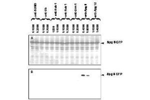 Western blot of APG8 fusion protein.