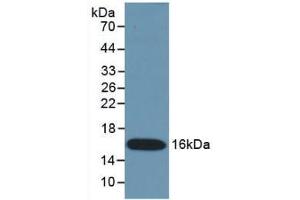 Detection of Recombinant IFNg, Mouse using Monoclonal Antibody to Interferon Gamma (IFNg) (Interferon gamma Antikörper  (AA 23-155))