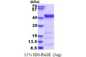 SDS-PAGE (SDS) image for ATG3 Autophagy Related 3 (ATG3) (AA 1-314) protein (His tag) (ABIN5853749)
