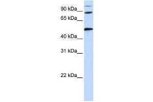 Western Blotting (WB) image for anti-Component of Oligomeric Golgi Complex 4 (COG4) antibody (ABIN2459867)