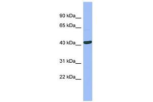 WB Suggested Anti-SERPINB13 Antibody Titration:  0. (SERPINB13 Antikörper  (N-Term))