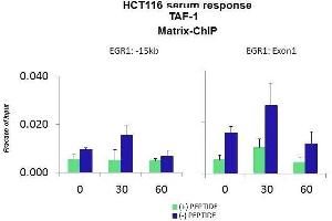 Quiescent human colon carcinoma HCT116 cultures were treated with 10% FBS for three time points (0, 15, 30min) or (0, 30, 60min) were used in Matrix-ChIP and real-time PCR assays at EGR1 gene (Exon1) and 15kb upstream site. (TAF1 Antikörper  (Middle Region))